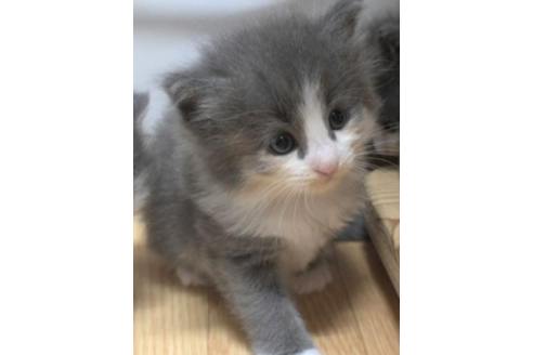 成約済の茨城県のノルウェージャンフォレストキャット-29994の2枚目